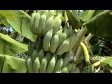 Bananas Tree 3 2298